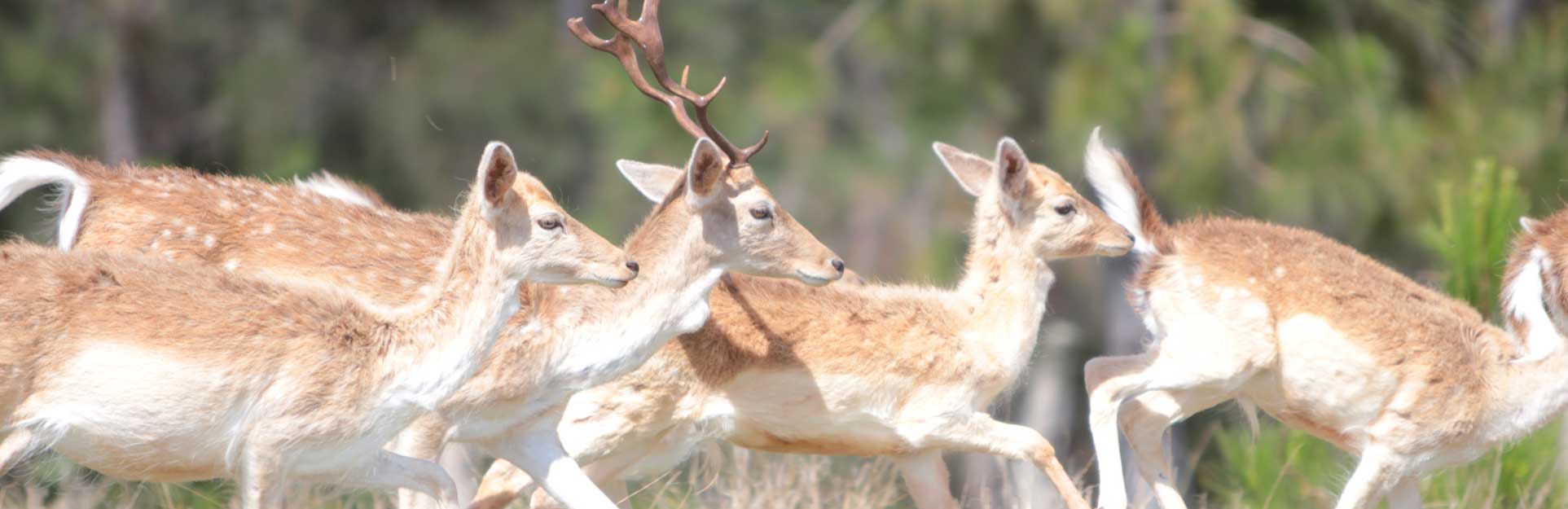 Deer-Cayo Saetía-Holguín-Cuba